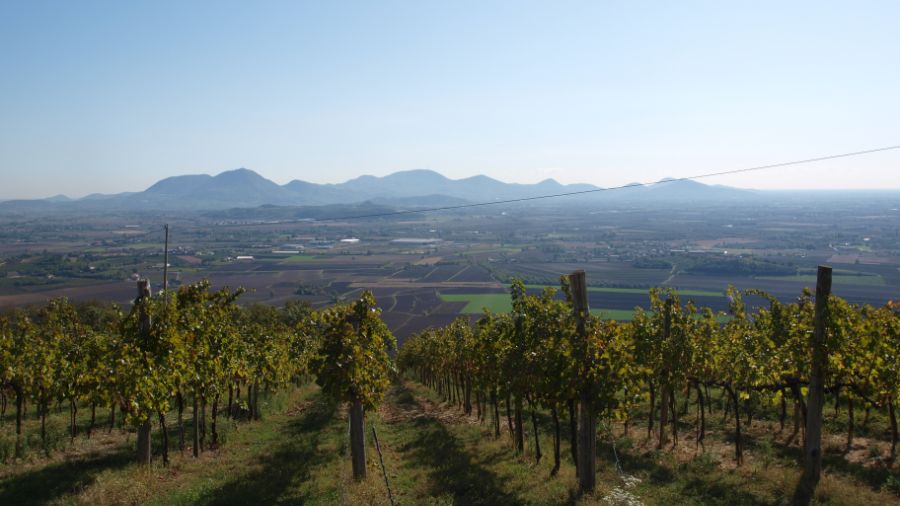 Self guided Bike tour alla scoperta della Riviera Berica con ingresso a Villa Valmarana e degustazione vino_7